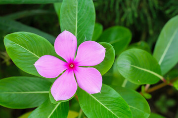 pink vinca flowers