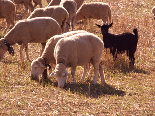 owca zwierze rolnictwo pole trawa