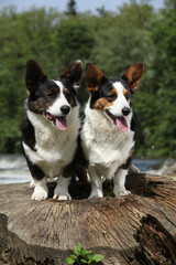 Couple of Welsh Corgi Cardigan