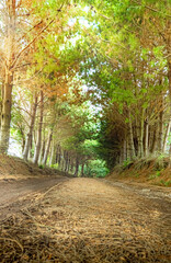 Fototapeta premium path in the forest