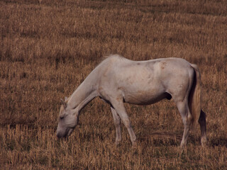 koń zwierze natura pole widok © Piotr