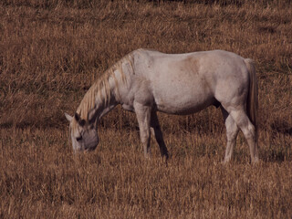 koń zwierze natura pole widok © Piotr