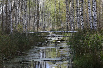 View of an overgrown stream in a birch grove with tall grass on the edges of the reflection of the sky and white trunks.River landscape with fallen trees across and duckweed on the surface.