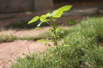 Plante verte 
