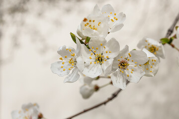 spring, flower, blossom, tree, white, nature, branch, cherry, flowers, bloom, blooming, macro, plant, beauty, season, 