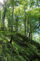 Obraz premium Summer forest, green grass, green trees, sun, hill