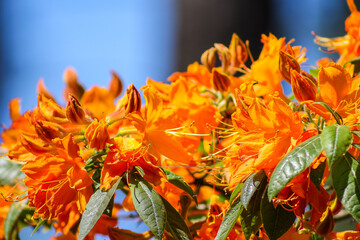 flower, orange, nature, garden, flowers,spring, summer, rhododendron