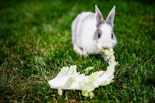 1 580 Best Lapin Blanc Images Stock Photos Vectors Adobe Stock 1 580 Best Lapin Blanc Images Stock Photos Vectors Adobe Stock