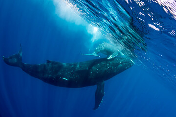 A mother whale and her calf