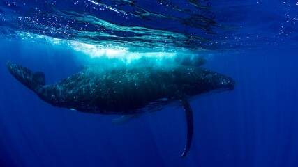 Fototapeta premium A humpback whale swimming through the ocean