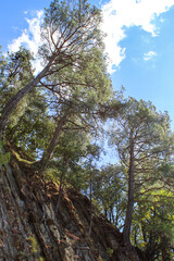 pines on stones by the sea, shore with trees