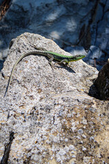 green lizard sitting on the rocks