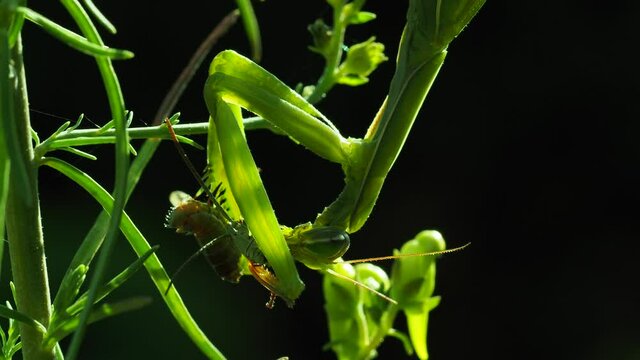 Europ&auml;ische Gottesanbeterin (Mantis religiosa)