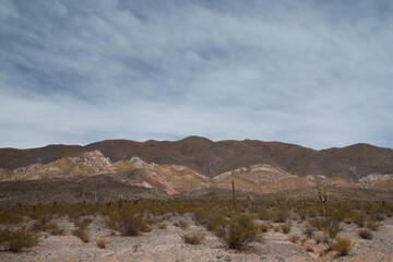 Desert landscape. View of the colorful hill in the arid desert, the vegetation, giant cactus Echinopsis atacamensis and sand.  