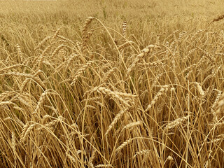 Agricultural background with ripe spikelets o rye