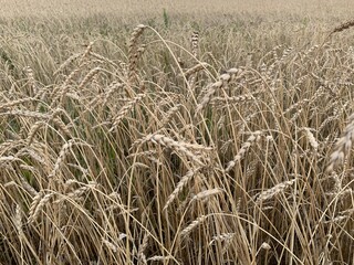 Agricultural background with ripe spikelets o rye