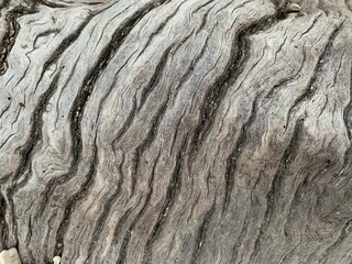 Wood bark background