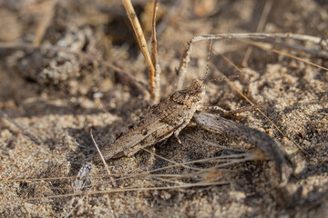 Blue-winged Sand Grasshopper (Sphingonotus caerulans) sitting on the sand
