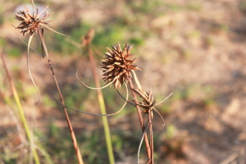Le plant s&eacute;ch&eacute; 