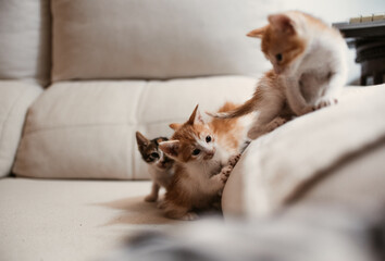 Baby cat playing in the sofa kitten white background