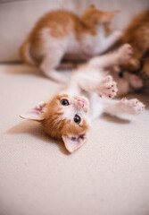 Baby cat playing in the sofa kitten white background