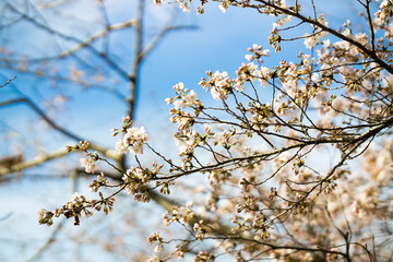 cherry blossom