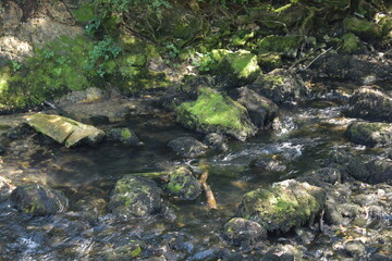 A clear forest river flowing through a stone riverbed. Green moss on the river bank and river stone