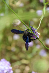 Bumblebee, insect sits on a flower