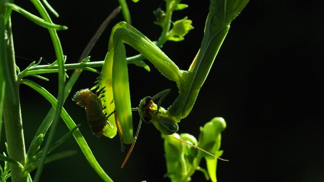 Europ&auml;ische Gottesanbeterin (Mantis religiosa)