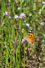 united kingdom, gatekeeper butterfly (pyronia tithonus), colour, wilderness, floral, flutter, backyard, summertime, grower, hexapod, field, fly, floret, kind, moth, blossom, monarch, nectar, pattern, 