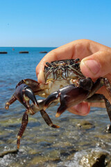 crab in hand near the sea