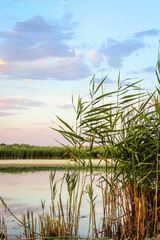 Sunset near calm water, reeds, cattails and clouds are reflected in the water
