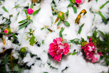 Fototapeta na wymiar Pink flowers in the snow. the first snow fell on pink flowers with green leaves.