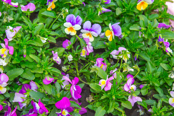 pansy plant flowers, background texture