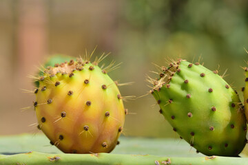 Close up of two prickly pears on a prickly pear, against a brown and green background
