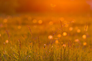 Fototapeta premium Dangelion field background