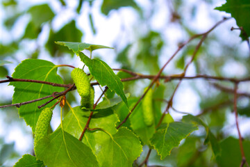 closeup, birch tree petals , spring
