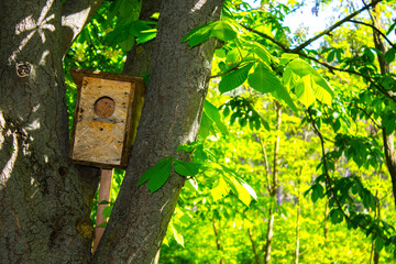 handmade birdhouse on the tree, branch