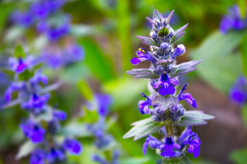 purple flowers in the garden,  background