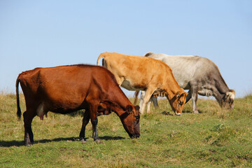 Three multi-colored cows grazing on green meadow against blue sky.