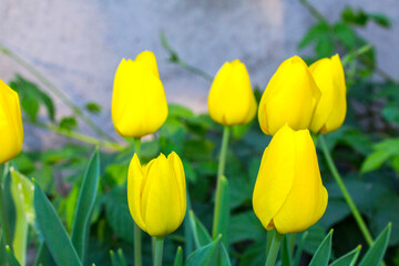 yellow tulip flowers in the garden