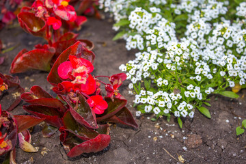 red flowers plants in the ground