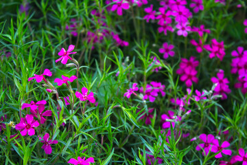 closeup pink flowers in the garden
