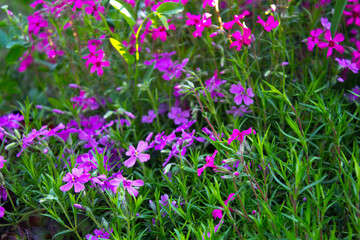closeup pink flowers in the garden