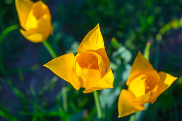 Fototapeta premium closeup spring wlowers tulips in the garden
