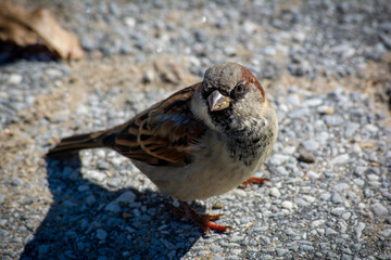 Sparrow, Orchard Beach, Bronx,NY