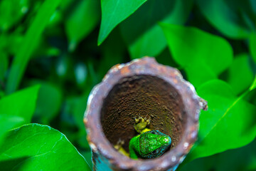 green lizard on pipe nature