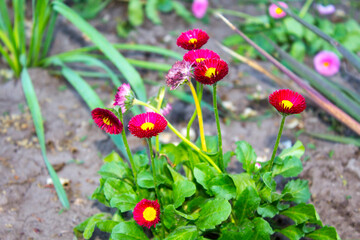 closeup pink flowers in the garden