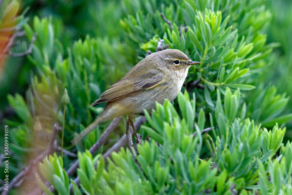 Sticker Chiffchaff / Zilpzalp, Weidenlaubsänger (Phylloscopus collybita)