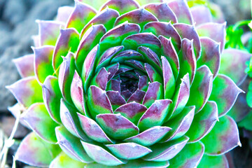 closeup succulent green flower, nature